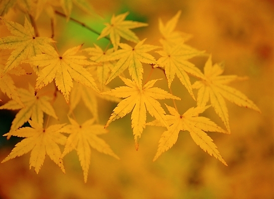 포토 JPG 주간 나무 식물 사계절 계절 단풍 자연 단풍나무 나뭇잎 근접촬영 사람없음 야외 아웃포커스 노란색 가을 무르익은 국내포토 자연요소 뷰포인트 컬러 잎 촬영기법 생태계 파일형식