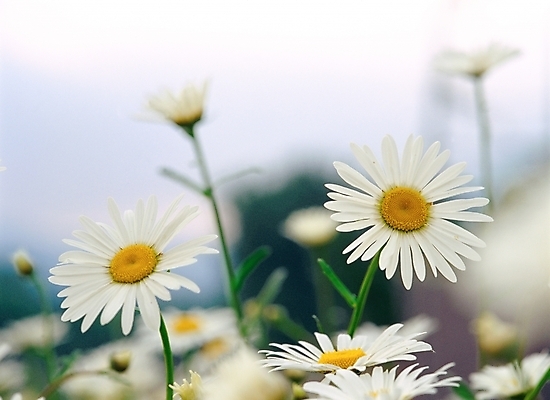 포토 JPG 주간 식물 사계절 계절 꽃 여러송이 자연 가을꽃 근접촬영 사람없음 야외 아웃포커스 노란색 봄 흰색 구절초 국내포토 자연요소 뷰포인트 컬러 다수 촬영기법 생태계 파일형식 가을_계절