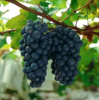 포토 JPG 주간 식물 음식 과일 포도 근접촬영 사람없음 야외 아웃포커스 초록색 덩굴 알맹이 포도송이 국내포토 자연요소 뷰포인트 컬러 촬영기법 파일형식