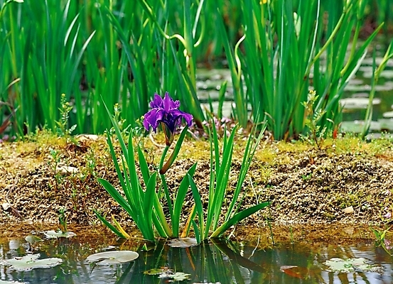 포토 JPG 주간 식물 꽃 봄꽃 자연 사람없음 야외 초록색 물 보라색 아이리스 붓꽃 국내포토 자연요소 컬러 봄 생태계 파일형식