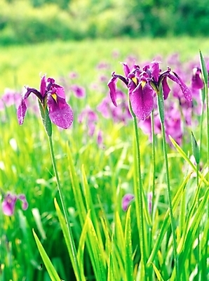 포토 JPG 주간 식물 꽃 봄꽃 자연 근접촬영 사람없음 야외 아웃포커스 초록색 보라색 아이리스 붓꽃 국내포토 자연요소 뷰포인트 컬러 촬영기법 봄 생태계 파일형식