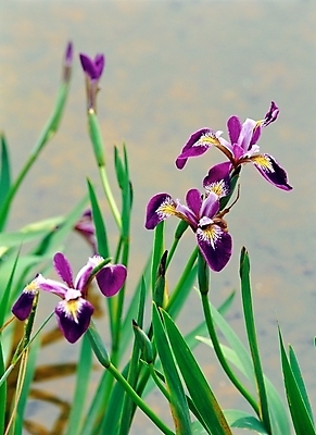 포토 JPG 주간 식물 꽃 봄꽃 자연 근접촬영 사람없음 야외 초록색 물 보라색 아이리스 붓꽃 국내포토 자연요소 뷰포인트 컬러 봄 생태계 파일형식