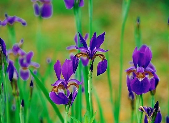 포토 JPG 주간 식물 꽃 봄꽃 자연 근접촬영 사람없음 야외 아웃포커스 초록색 보라색 아이리스 붓꽃 국내포토 자연요소 뷰포인트 컬러 촬영기법 봄 생태계 파일형식