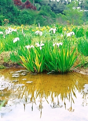 포토 JPG 주간 식물 꽃 호수 봄꽃 자연 사람없음 야외 초록색 물 노란색 흰색 아이리스 붓꽃 국내포토 자연요소 컬러 봄 생태계 파일형식