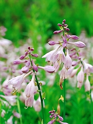 포토 JPG 주간 식물 꽃 자연 근접촬영 사람없음 야외 아웃포커스 초록색 보라색 비비추 국내포토 자연요소 뷰포인트 컬러 촬영기법 생태계 파일형식