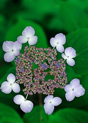 포토 JPG 주간 식물 꽃 여름꽃 자연 근접촬영 사람없음 야외 아웃포커스 초록색 수국 산수국 국내포토 자연요소 뷰포인트 컬러 촬영기법 생태계 파일형식 여름_계절