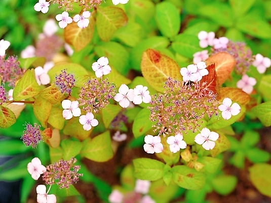 포토 JPG 주간 식물 꽃 여름꽃 자연 근접촬영 사람없음 야외 초록색 하이앵글 수국 산수국 국내포토 자연요소 뷰포인트 컬러 생태계 파일형식 여름_계절