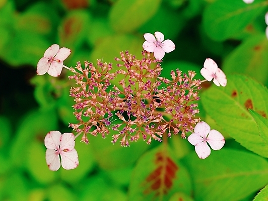 포토 JPG 주간 식물 꽃 여름꽃 자연 사람없음 야외 초록색 하이앵글 수국 산수국 국내포토 자연요소 뷰포인트 컬러 생태계 파일형식 여름_계절