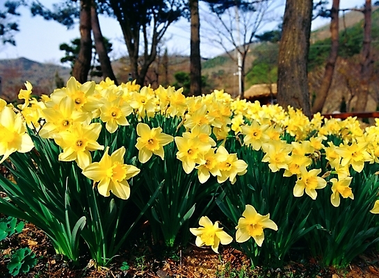포토 JPG 주간 식물 꽃 자연 사람없음 야외 초록색 노란색 겨울꽃 수선화 국내포토 자연요소 컬러 겨울 생태계 파일형식