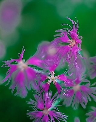 포토 JPG 주간 식물 꽃 여름꽃 자연 근접촬영 사람없음 야외 아웃포커스 보라색 패랭이꽃 술패랭이 국내포토 자연요소 뷰포인트 컬러 촬영기법 생태계 파일형식 여름_계절