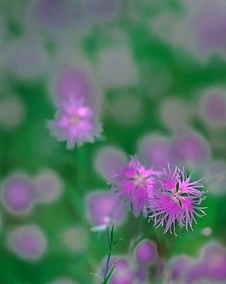포토 JPG 주간 식물 꽃 여름꽃 자연 근접촬영 사람없음 야외 아웃포커스 초록색 보라색 패랭이꽃 술패랭이 국내포토 자연요소 뷰포인트 컬러 촬영기법 생태계 파일형식 여름_계절