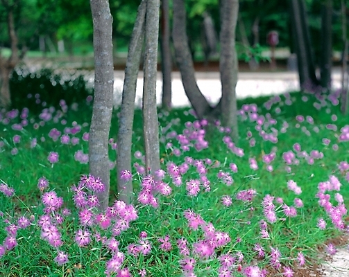 포토 JPG 주간 식물 꽃 여름꽃 자연 사람없음 야외 초록색 보라색 패랭이꽃 술패랭이 국내포토 자연요소 컬러 생태계 파일형식 여름_계절