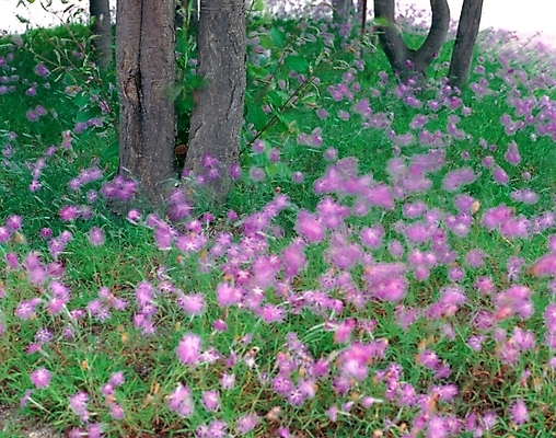 포토 JPG 주간 식물 꽃 여름꽃 자연 사람없음 야외 초록색 보라색 나무기둥 패랭이꽃 술패랭이 국내포토 자연요소 컬러 생태계 파일형식 여름_계절