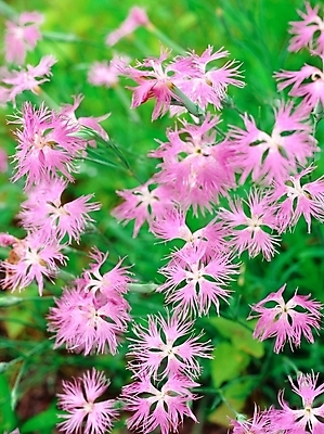 포토 JPG 주간 식물 꽃 여름꽃 자연 근접촬영 사람없음 야외 아웃포커스 초록색 보라색 패랭이꽃 술패랭이 국내포토 자연요소 뷰포인트 컬러 촬영기법 생태계 파일형식 여름_계절