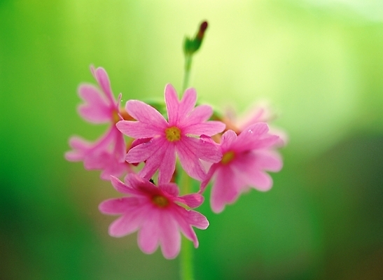 포토 JPG 주간 식물 꽃 분홍색 봄꽃 자연 근접촬영 사람없음 야외 아웃포커스 앵초 국내포토 자연요소 뷰포인트 컬러 촬영기법 봄 생태계 파일형식