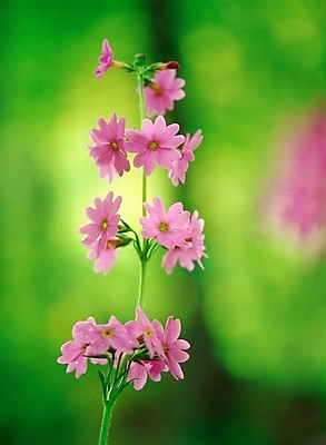 포토 JPG 주간 식물 꽃 분홍색 봄꽃 자연 근접촬영 사람없음 야외 아웃포커스 앵초 국내포토 자연요소 뷰포인트 컬러 촬영기법 봄 생태계 파일형식