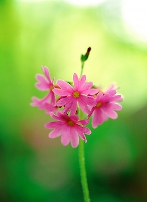 포토 JPG 주간 식물 꽃 분홍색 봄꽃 자연 근접촬영 사람없음 야외 아웃포커스 앵초 국내포토 자연요소 뷰포인트 컬러 촬영기법 봄 생태계 파일형식
