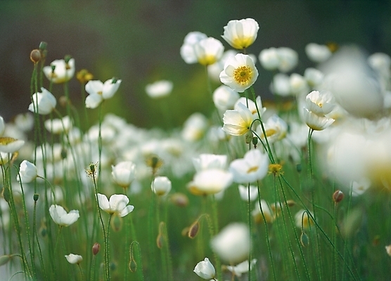 포토 JPG 주간 식물 꽃 여름꽃 자연 사람없음 야외 아웃포커스 양귀비 국내포토 자연요소 촬영기법 생태계 파일형식 여름_계절