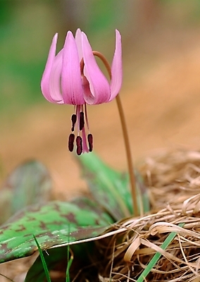 포토 JPG 주간 식물 꽃 분홍색 여름꽃 자연 근접촬영 사람없음 야외 아웃포커스 초록색 백합 얼레지 국내포토 자연요소 뷰포인트 컬러 촬영기법 생태계 파일형식 여름_계절