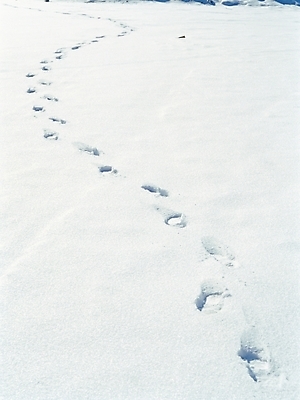 포토 JPG 주간 사계절 계절 길 배경화면 백그라운드 겨울 자연 풍경 사람없음 야외 설원 눈 발자국 국내포토 자연요소 자국 날씨 눈_날씨 생태계 파일형식