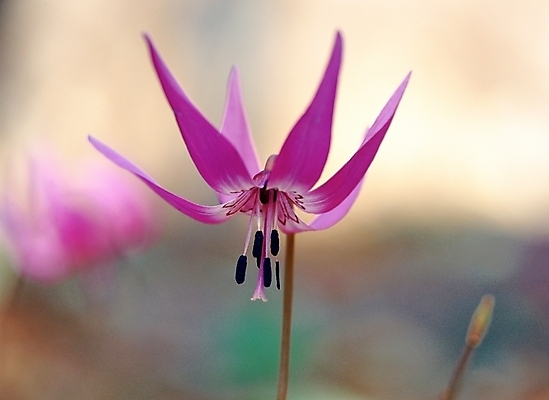 포토 JPG 주간 식물 꽃 여름꽃 자연 근접촬영 사람없음 야외 아웃포커스 백합 얼레지 국내포토 자연요소 뷰포인트 촬영기법 생태계 파일형식 여름_계절