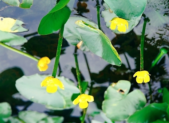 포토 JPG 주간 식물 꽃 여름꽃 자연 연꽃 근접촬영 사람없음 야외 초록색 노란색 국내포토 자연요소 뷰포인트 컬러 생태계 파일형식 여름_계절