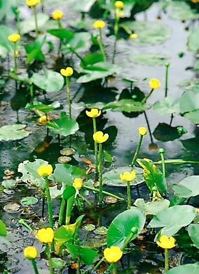 포토 JPG 주간 식물 꽃 호수 여름꽃 자연 연꽃 사람없음 야외 초록색 강 노란색 연잎 국내포토 자연요소 컬러 잎 생태계 파일형식 여름_계절