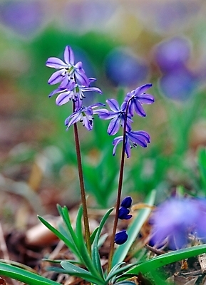 포토 JPG 주간 식물 사계절 계절 꽃 자연 근접촬영 사람없음 야외 아웃포커스 초록색 파란색 보라색 봄 들꽃 국내포토 자연요소 뷰포인트 컬러 촬영기법 생태계 파일형식