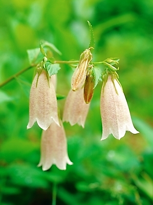 포토 JPG 주간 식물 사계절 계절 꽃 여러송이 여름꽃 자연 근접촬영 사람없음 야외 초록색 봄 초롱꽃 국내포토 자연요소 뷰포인트 컬러 다수 생태계 파일형식 여름_계절