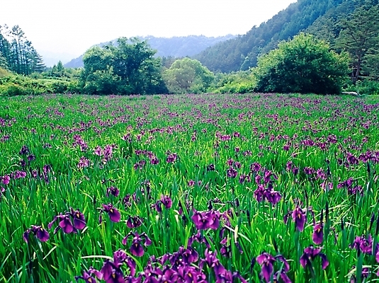 포토 JPG 주간 나무 식물 꽃 봄꽃 자연 산 초원 사람없음 야외 초록색 보라색 아이리스 붓꽃 오대산 국내포토 자연요소 컬러 봄 생태계 평창 파일형식