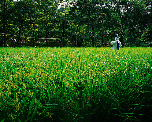 포토 JPG 주간 나무 사계절 계절 농업 자연 논 풍경 사람없음 야외 초록색 여름 농사 벼 농촌 시골 허수아비 소만 국내포토 자연요소 식물 산업 컬러 곡류 생태계 파일형식