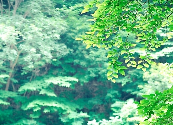 포토 JPG 주간 나무 잎 자연 나뭇잎 산 풍경 사람없음 야외 초록색 숲 푸른숲 국내포토 자연요소 식물 컬러 생태계 파일형식