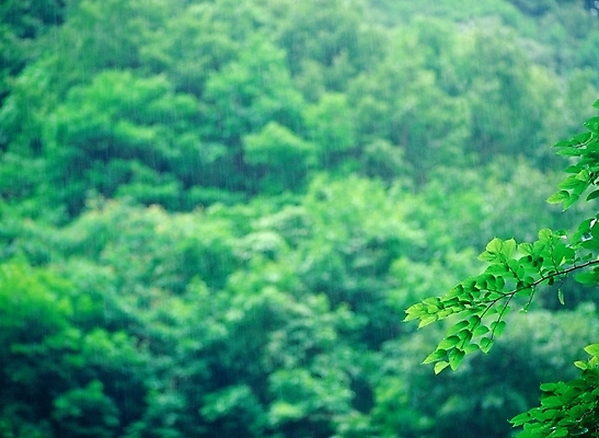 포토 JPG 주간 나무 잎 자연 나뭇잎 산 풍경 사람없음 야외 아웃포커스 초록색 숲 푸른숲 국내포토 자연요소 식물 컬러 촬영기법 생태계 파일형식