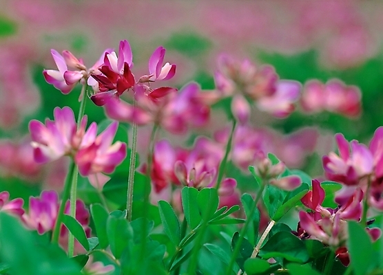 포토 JPG 주간 식물 꽃 분홍색 자연 사람없음 야외 아웃포커스 초록색 보라색 들꽃 자운영 국내포토 자연요소 컬러 촬영기법 생태계 파일형식