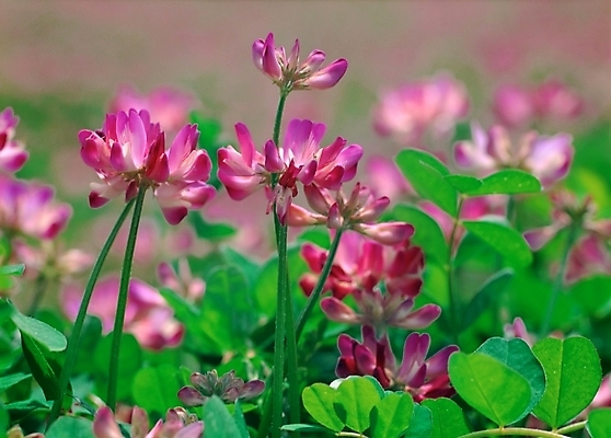 포토 JPG 주간 식물 꽃 분홍색 자연 풍경 사람없음 야외 초록색 보라색 들꽃 자운영 국내포토 자연요소 컬러 생태계 파일형식