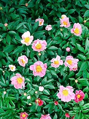 포토 JPG 주간 식물 꽃 분홍색 여러송이 봄꽃 자연 사람없음 야외 하이앵글 작약 국내포토 자연요소 뷰포인트 컬러 다수 봄 생태계 파일형식