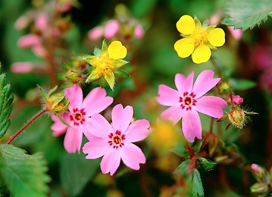 포토 JPG 주간 식물 꽃 봄꽃 자연 근접촬영 사람없음 야외 노란색 보라색 꽃잔디 지면패랭이꽃 국내포토 자연요소 뷰포인트 컬러 봄 생태계 패랭이꽃 파일형식