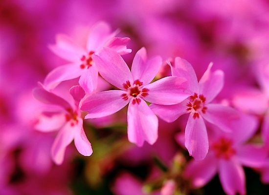 포토 JPG 주간 식물 꽃 봄꽃 자연 근접촬영 사람없음 야외 아웃포커스 보라색 꽃잔디 국내포토 자연요소 뷰포인트 컬러 촬영기법 봄 생태계 파일형식