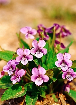 포토 JPG 주간 식물 꽃 봄꽃 자연 근접촬영 사람없음 야외 초록색 보라색 제비꽃 국내포토 자연요소 뷰포인트 컬러 봄 생태계 파일형식