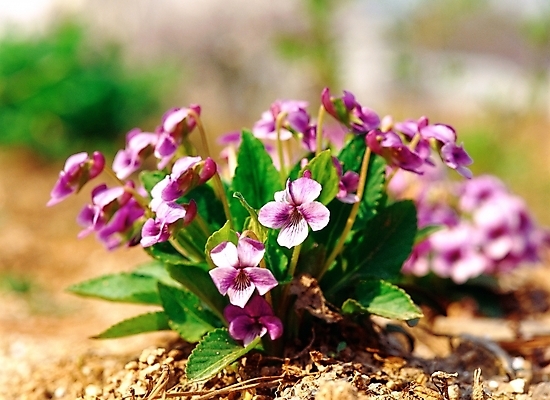 포토 JPG 주간 식물 꽃 봄꽃 자연 근접촬영 사람없음 야외 아웃포커스 초록색 보라색 제비꽃 국내포토 자연요소 뷰포인트 컬러 촬영기법 봄 생태계 파일형식