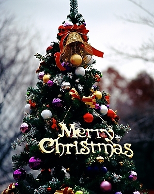 포토 JPG 주간 나무 기념일 크리스마스장식 크리스마스 크리스마스용품 사람없음 야외 장식 빨간색 초록색 크리스마스트리 종 방울 오브젝트 국내포토 자연요소 식물 컬러 이벤트 용품 파일형식