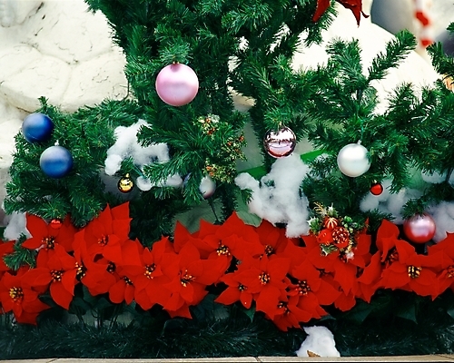 포토 JPG 주간 기념일 꽃 크리스마스장식 크리스마스 크리스마스용품 사람없음 야외 장식 빨간색 초록색 크리스마스트리 방울 오브젝트 국내포토 자연요소 식물 컬러 이벤트 용품 파일형식