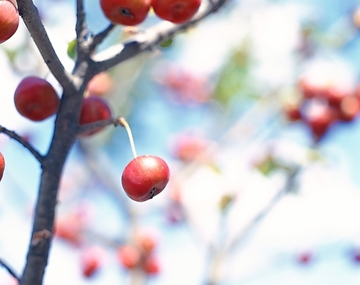 포토 JPG 주간 나무 식물 열매 자연 근접촬영 사람없음 야외 아웃포커스 사과 국내포토 자연요소 뷰포인트 과일 촬영기법 생태계 파일형식