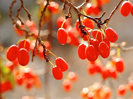 포토 JPG 주간 나무 식물 열매 꽃 봄꽃 자연 근접촬영 사람없음 야외 아웃포커스 빨간색 산수유 국내포토 자연요소 뷰포인트 컬러 촬영기법 봄 생태계 파일형식