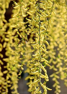 포토 JPG 주간 나무 식물 백그라운드 자연 나뭇잎 근접촬영 사람없음 야외 버들잎 국내포토 자연요소 뷰포인트 잎 생태계 파일형식