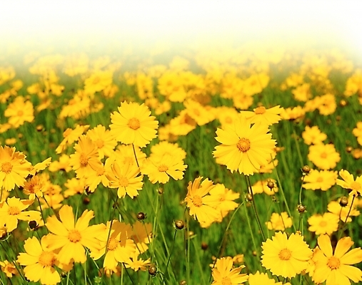 포토 JPG 주간 식물 꽃 여름꽃 자연 풍경 사람없음 야외 초록색 노란색 금계국 국내포토 자연요소 컬러 생태계 파일형식 여름_계절