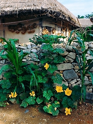 포토 JPG 주간 식물 한국전통 건축 꽃 고건축 여름꽃 자연 주택 돌담 초가집 사람없음 야외 초록색 노란색 농촌 시골 메주 호박꽃 국내포토 자연요소 전통 건축물 컬러 한옥 한국 건물 담장 돌_바위 생태계 파일형식 여름_계절