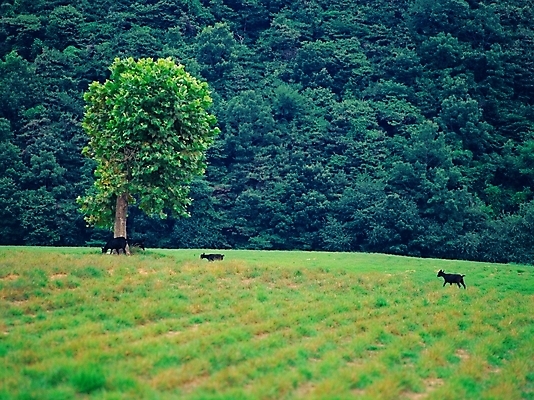 포토 JPG 주간 나무 동물 자연 산 여러그루 풍경 초원 사람없음 야외 초록색 검은색 가축 농촌 시골 흑염소 국내포토 자연요소 식물 컬러 다수 염소 생태계 파일형식