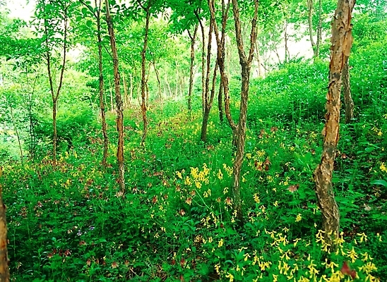 포토 JPG 주간 나무 식물 꽃 봄꽃 자연 여러그루 풍경 사람없음 야외 초록색 숲 매발톱꽃 국내포토 자연요소 컬러 다수 봄 생태계 파일형식