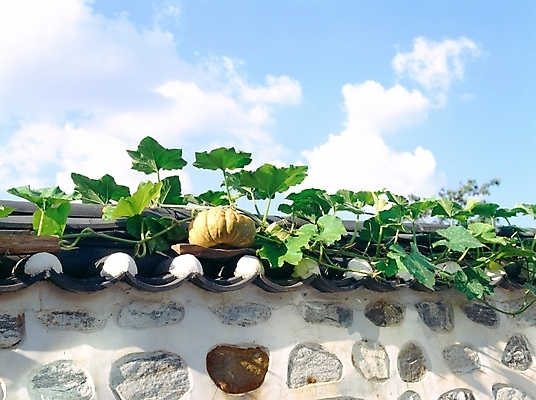 포토 JPG 주간 식물 구름 한국전통 건축물 건축 꽃 고건축 한국건축 여름꽃 자연 하늘 호박 돌담 기와 사람없음 야외 농촌 시골 덩굴 호박꽃 국내포토 자연요소 전통 채소 한국 담장 돌_바위 생태계 파일형식 여름_계절